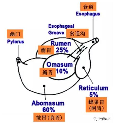 犊牛消化系统的特点