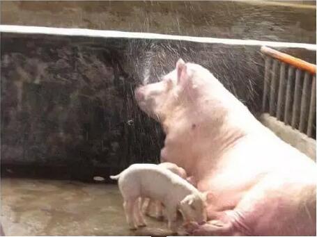 一种新型猪场饮水系统在猪场中的应用