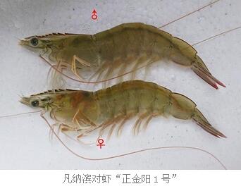 凡纳滨对虾"正金阳1号"获批水产新品种证书