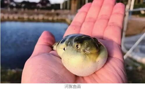 上海崇明向化镇养育有近20万尾河豚鱼