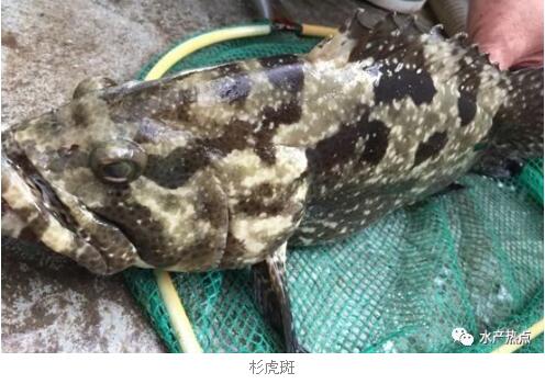 养殖户普遍弃养的老虎斑如今还有市场吗