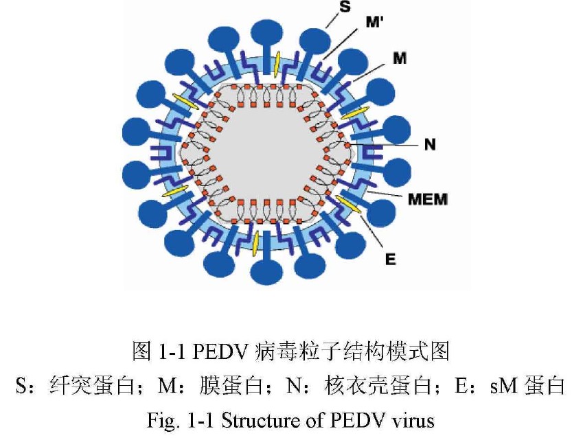 猪流行性腹泻病毒实时荧光定量rt-pcr检测方法的建立与应用