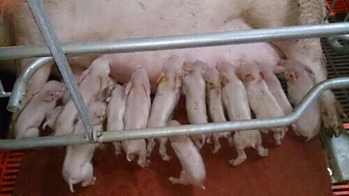 扬翔农牧超高产丹系猪迎来新一代,窝均产仔16头