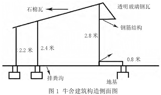 塑料膜暖棚牛舍内肉牛饲喂氨化饲料育肥的效果