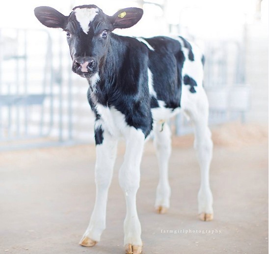 先马士"免疫大师"新成员高gtpi公牛"火焰"