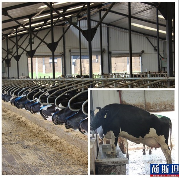 荷斯坦走进富源牧业乌兰浩特牧场