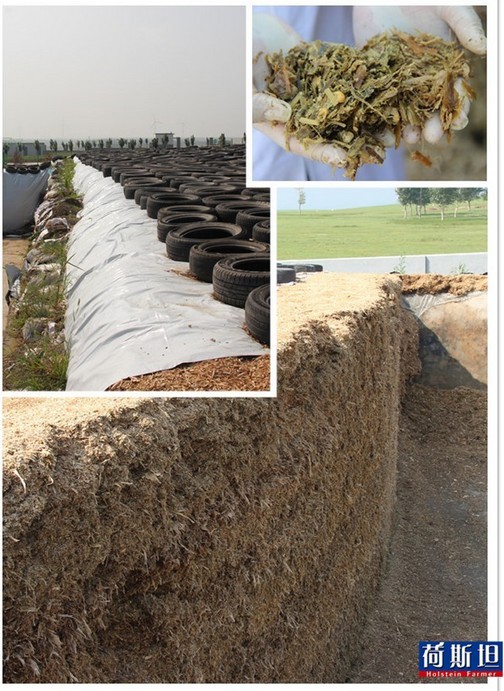 荷斯坦走进富源牧业乌兰浩特牧场