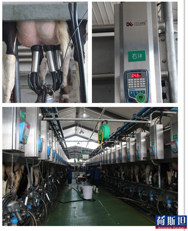 荷斯坦走进富源牧业乌兰浩特牧场