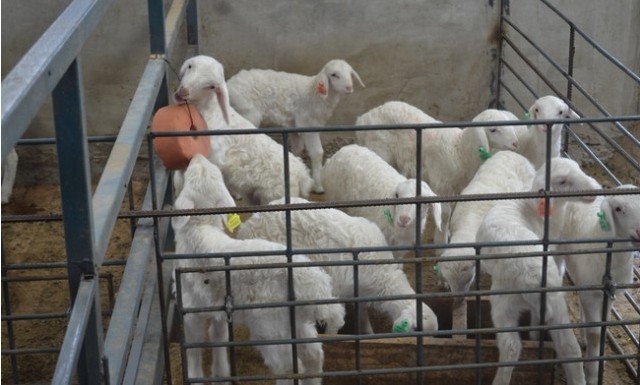 一是对圈舍围栏全部用方管进行加密,彻底杜绝羔羊窜圈现象;硬件建设