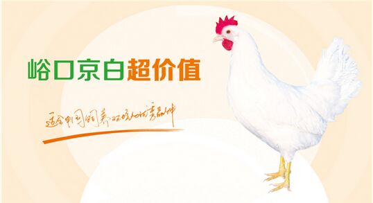 峪口京白超价值