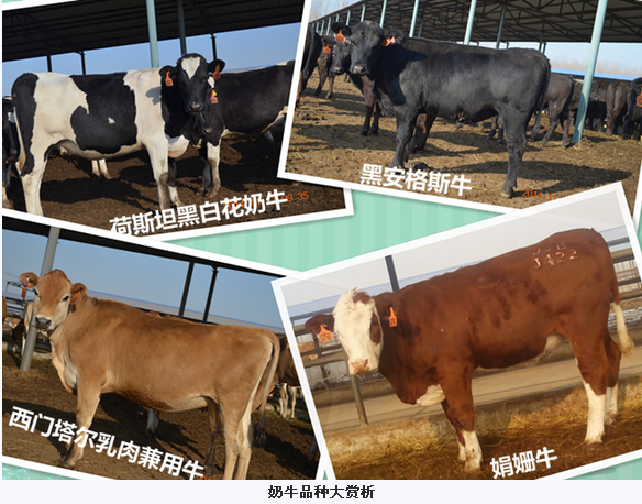 北京雄特牧业代理进口6100头种牛顺利抵达镇江港