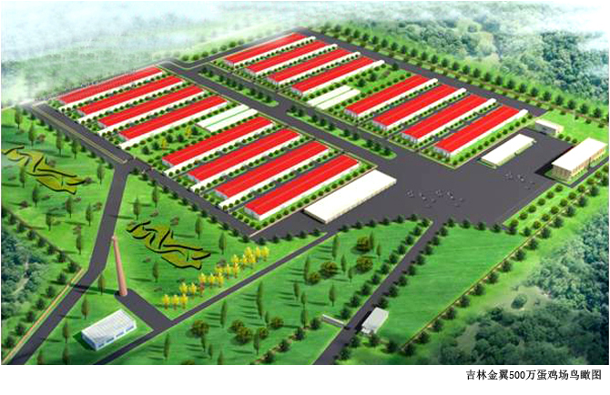 单批115万京红京粉落户中国最大的500万蛋鸡场