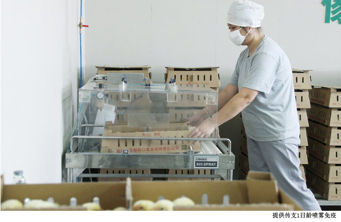 单批115万京红京粉 落户中国最大的500万蛋鸡场