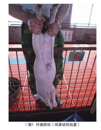 仔猪脐疝的结扎法治疗