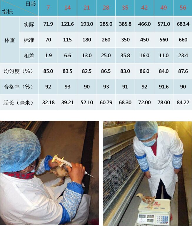 峪口禽业南阳育雏场10万京红传喜讯