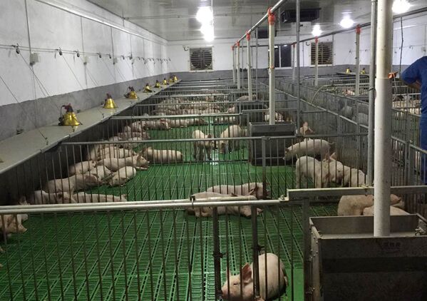 近日,正邦集团总裁林印孙在养殖生产人员陪同下考察部分猪场,行程跨越