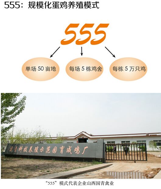 温氏集团ceo温志芬携高管团队考察国青禽业"555"蛋鸡养殖模式