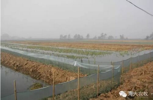 龙虾养殖一亩 龙虾养殖一亩地能产多少
