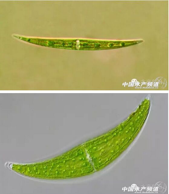 新月藻属(closterium,双星藻目鼓藻科的1属.